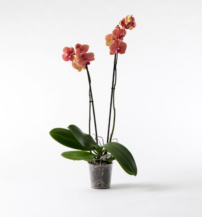 Gyllen orkide Gyllen orkide